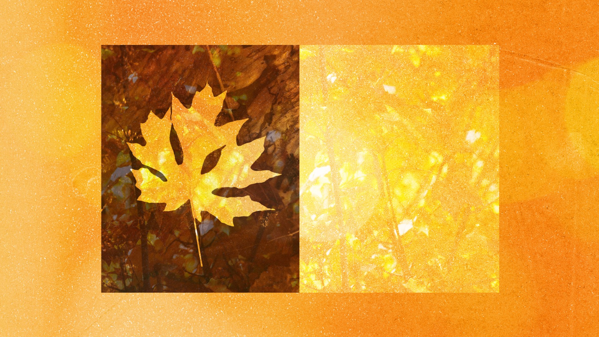 Contrasting light and dark images of fall leaves.