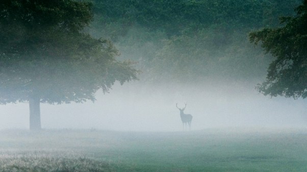 A foggy image of a deer and trees.